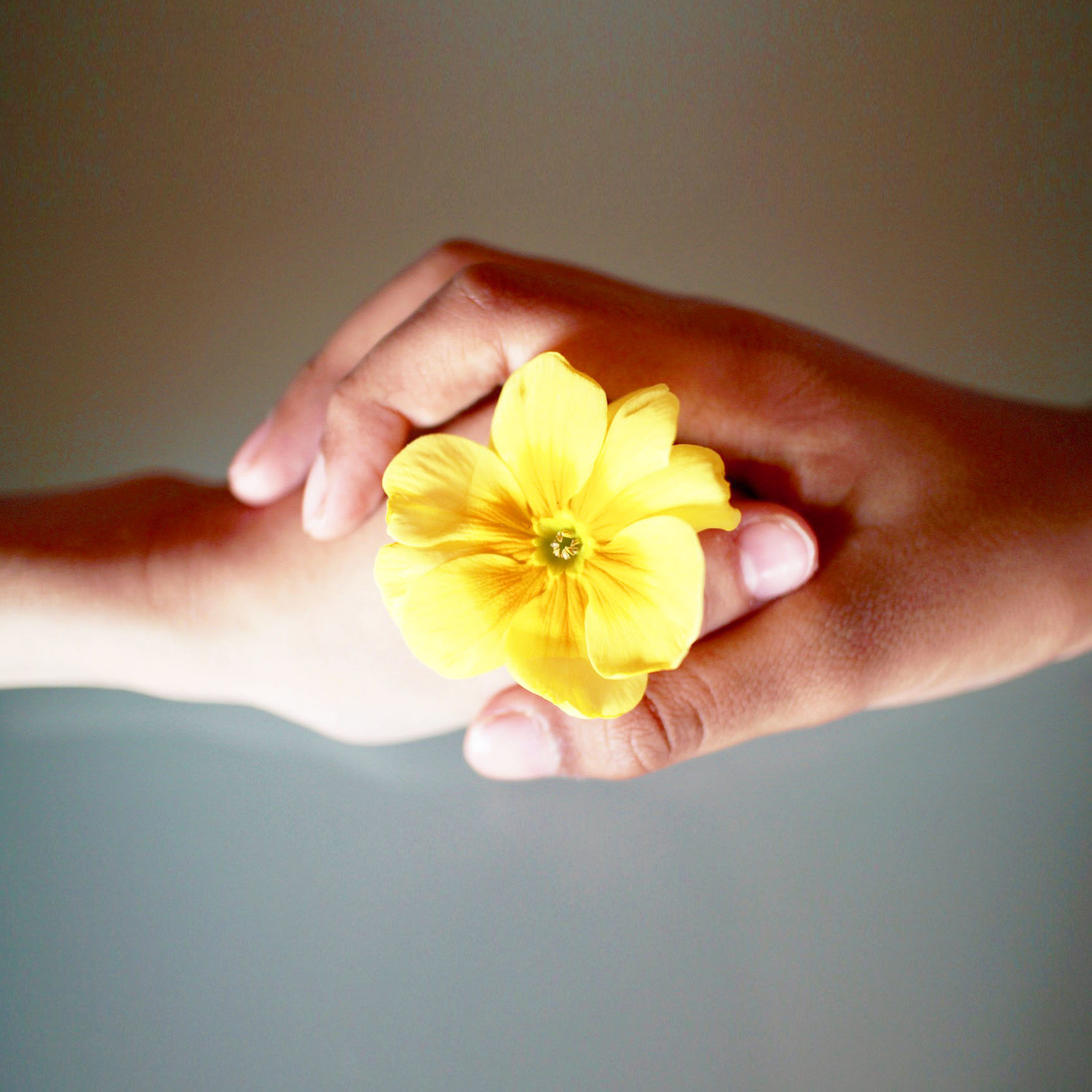 Manos con flor amarilla, apoyo emocional